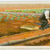 Planting potatoes.