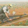 Sowing peas.