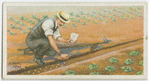 Sowing peas.