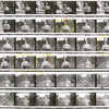 Contact sheet