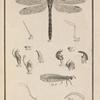 La demoiselle, nommée par Geoffroy la caroline. (Æshna forcipata, Fab.)