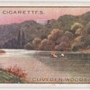 Cliveden Woods, Thames.