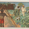 Tobacco crop in Virginia.