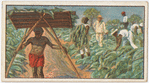 Tobacco crop in Virginia.