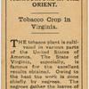 Tobacco crop in Virginia.