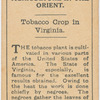 Tobacco crop in Virginia.