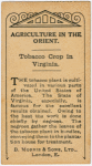 Tobacco crop in Virginia.