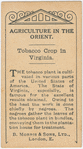 Tobacco crop in Virginia.