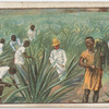 Gathering the sisal hemp in East Africa.