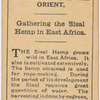 Gathering the sisal hemp in East Africa.
