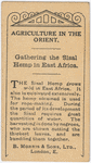 Gathering the sisal hemp in East Africa.