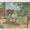 Cultivating the Yam in Africa.