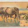Cultivation of rice in China.