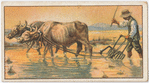 Cultivation of rice in China.