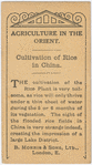 Cultivation of rice in China.