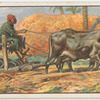 Corn threshing in Egypt.