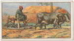 Corn threshing in Egypt.