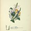 Violet, crocus and hyacinth
