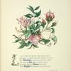 Woodbine, ivy, roses and myrtle