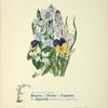 Pansies, violets, asphodel and hyacinth