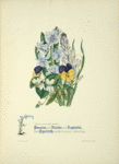 Pansies, violets, asphodel and hyacinth