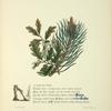Pines and oaks