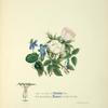 Violets and roses