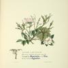 Sweet briar, eglantine, and vine