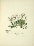 Sweet briar, eglantine, and vine