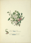 Elms and hawthorns