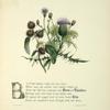 Burrs and thistles, elm