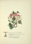 Knot grass, ivy and honeysuckle
