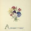 Pansies, pinks and daffodils