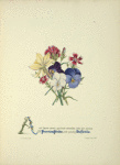 Pansies, pinks and daffodils