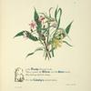 Up the Rushy-fringed bank... [Willow, osier and cowslip.]