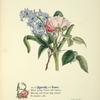 Hyacinth and rose