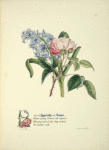 Hyacinth and rose