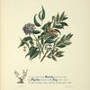 Laurels, myrtles and ivy