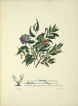 Laurels, myrtles and ivy