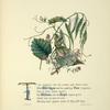 Wild Thyme, Vine, Willows and hazel