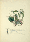 Wild Thyme, Vine, Willows and hazel