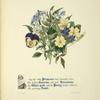 Primrose, Grow-toe,Jessamine. White-pink, Pansy and Violet