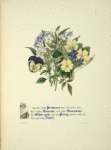 Primrose, Grow-toe,Jessamine. White-pink, Pansy and Violet