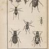 Manticores; Colliure; Mégacephale; Cicindèle; Elaphre; Bembidion