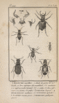 Manticores; Colliure; Mégacephale; Cicindèle; Elaphre; Bembidion
