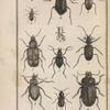 Pogonophore; Loricère; Nebrie; Omophron; Cychre; Panagée; Calosome; Licine; Harpale