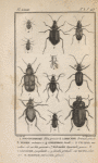 Pogonophore; Loricère; Nebrie; Omophron; Cychre; Panagée; Calosome; Licine; Harpale