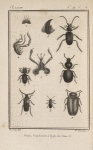 Pogonophore bleu, grossi (1-5); Scarite sabuleux (6); Clivine bossue, grossie (7);  Dascille cerf (8); Elode pâle, grossie (9); Cébrion géant (10)