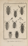 Taupin pectinicorne, grossi (1); Bupreste éclatant, grossi (2); Mélasis flabellicorne, grossi (3); Sa tête, vue à part (4); Omalise sutural, grossi (5); Lycus sanguin, grossi (6); Lampyre luisant, mâle, grossi (7); La femelle, grossie (8); Drile jaunâtre, grossie (9); Une de ses antennes, grossie (10)