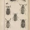 Téléphore livide, grossi (1); Malachie bronzé, grossi (2); Dasyle bipustulé, grossi (3); Lymexylon dermestoïde, grossi (4);  Lymexylon barbu, grossi (5-7); Tille alongé, grossi (8); Enoplie serraticorne, grossie (9)